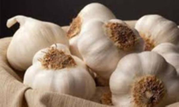 سیر و فشار خون بالا سیر و فشار خون بالا