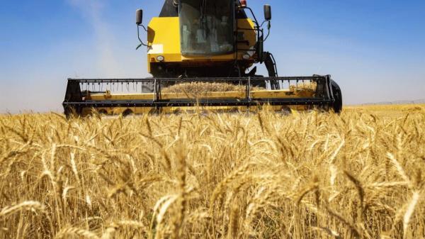 افزایش 30 درصدی تولید گندم در استان اردبیل